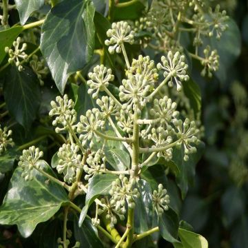 Hedera hibernica - Irischer Efeu