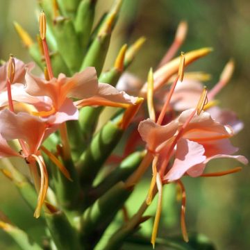 Hedychium coronarium Elizabeth - Schmetterlingsingwer