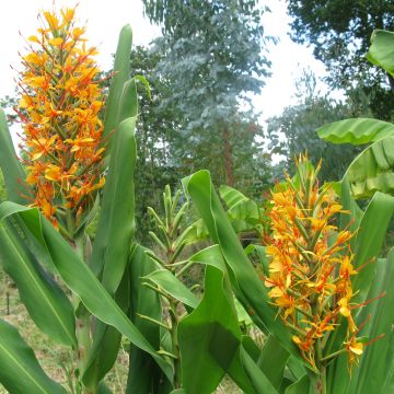 Hedychium coccineum Tara (Birne) - Schmetterlingsingwer