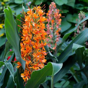 Hedychium coccineum Tara - Schmetterlingsingwer