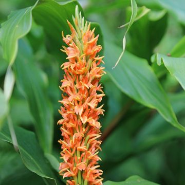 Hedychium densiflorum - Schmetterlingsingwer