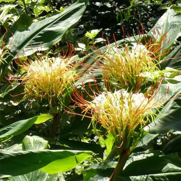 Hedychium ellipticum - Schmetterlingsingwer