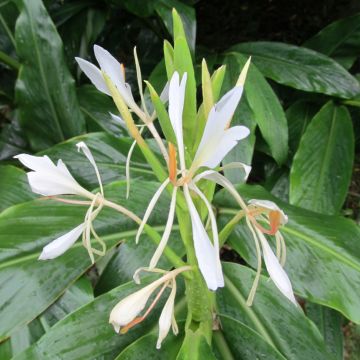 Hedychium forrestii - Schmetterlingsingwer