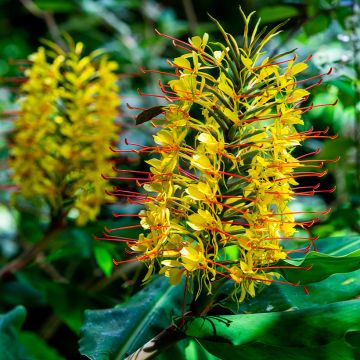 Schmetterlingsingwer - Hedychium gardnerianum