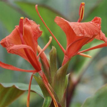 Hedychium greenii - Gingembre corail