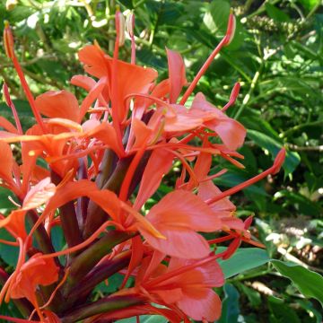 Hedychium deceptum - Schmetterlingsingwer