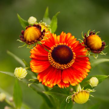 Sonnenbraut Dunkle Pracht - Helenium