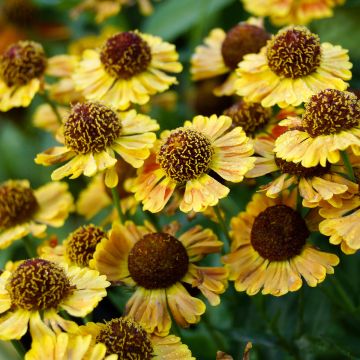 Helenium Fuego - Hélénie d'automne multicolore