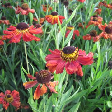 Sonnenbraut Kupferswerg - Helenium