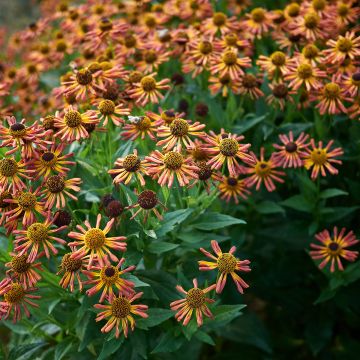 Sonnenbraut Loysder Wieck - Helenium