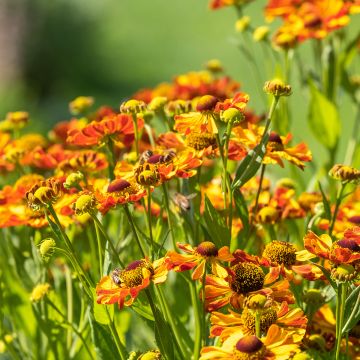 Sonnenbraut Rauchtopas - Helenium