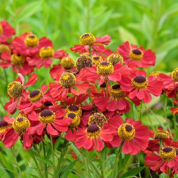 Sonnenbraut Red Jewel - Helenium