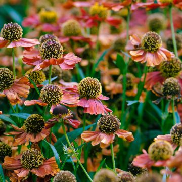 Sonnenbraut Rubinzwerg - Helenium