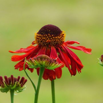 Helenium Ruby Tuesday - Hélénie rouge rubis