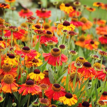 Sonnenbraut Sahin's Early Flowerer - Helenium