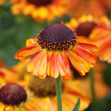 Helenium Short'n 'Sassy - Hélénie jaune orangé.