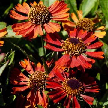 Helenium Siesta - Hélénie d'automne