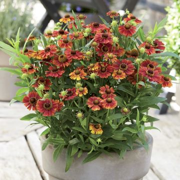 Sonnenbraut Strawberry Sundae - Helenium