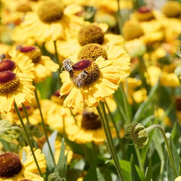 Helenium Windley - Hélénie jaune-orangé.