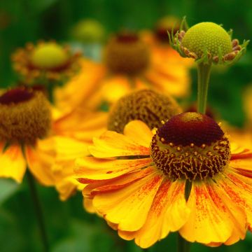 Helenium Zimbelstern - Hélénie d'automne jaune ambré.