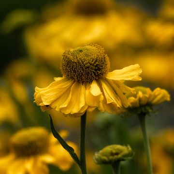 Sonnenbraut Pumilum Magnificum - Helenium automnale