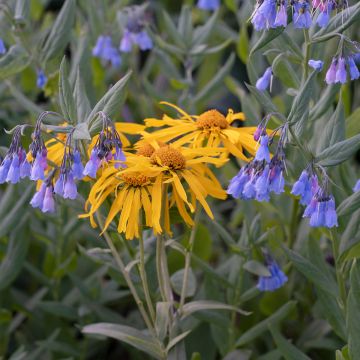 Hélénium hoopesii - Hoppes Sonnenbraut