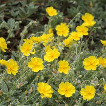 Sonnenröschen Wisley Primrose - Helianthemum