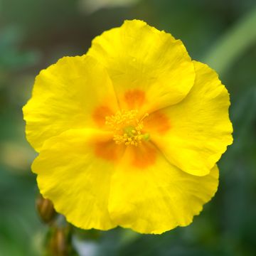 Helianthemum Ben Fhada - Hélianthème jaune vif à cœur orange