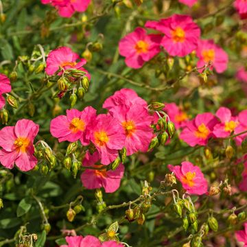 Sonnenröschen Ben Hope - Helianthemum