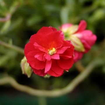 Sonnenröschen Cerise Queen - Helianthemum