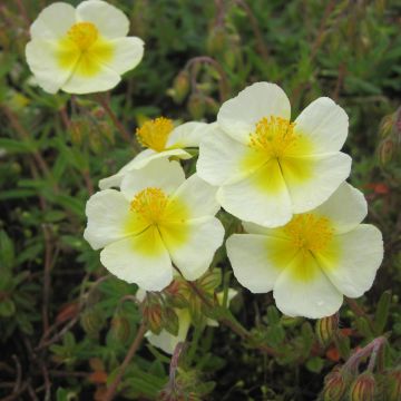 Helianthemum Elfenbeinglanz - Hélianthème jaune et blanc