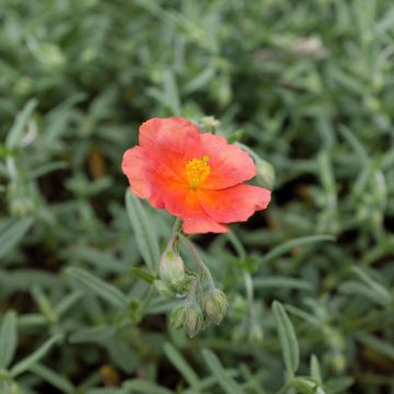 Sonnenröschen Fire Dragon - Helianthemum