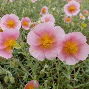 Helianthemum Rhodanthe Carneum - Hélianthème rose pastel.