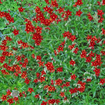 Sonnenröschen Tomato Red - Helianthemum