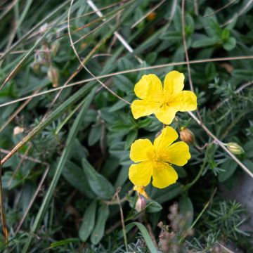 Helianthemum nummularium - Gelbe Sonnenröschen