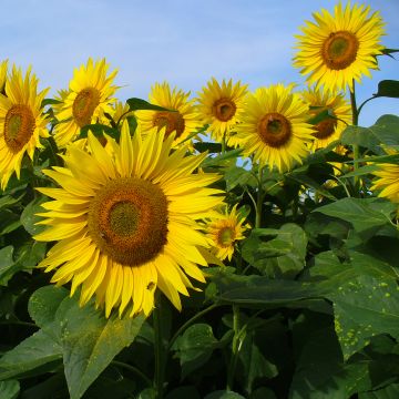 Gemeine Sonnenblume Valentine - Helianthus