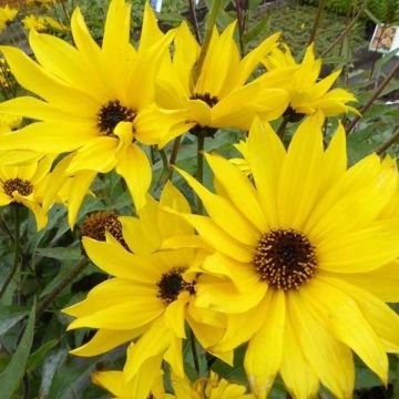 Helianthus atrorubens Monarch - Stauden-Sonnenblume