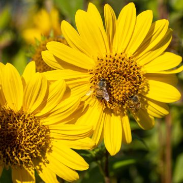 Helianthus decapetalus Capenoch Star - Soleil vivace