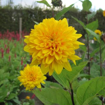 Helianthus decapetalus Plenus - Zehnstrahlige Sonnenblume