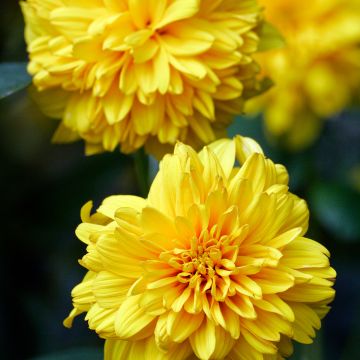 Helianthus decapetalus Soleil d'Or - Zehnstrahlige Sonnenblume