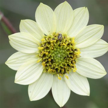 Helianthus giganteus Sheila's Sunshine - Riesen-Sonnenblume