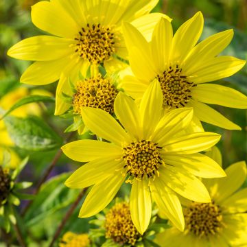 Helianthus Lemon Queen - Kleinköpfige Sonnenblume