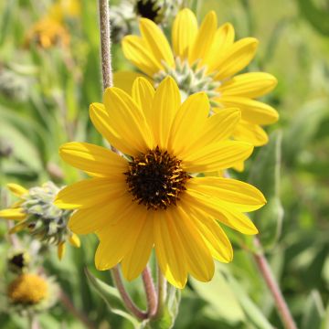 Helianthus mollis - Soleil vivace 