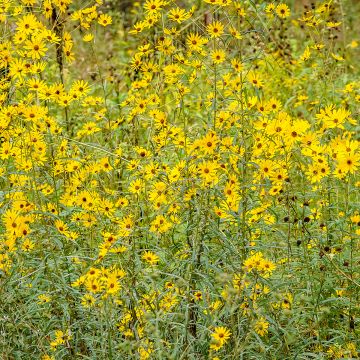 Helianthus salicifolius - Weidenblättrige Sonnenblume