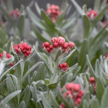 Helichrysum Red Jewel - Strohblume