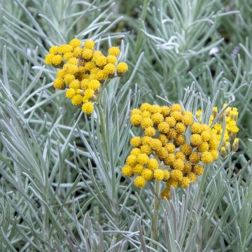 Strohblume Tall Curry - Helichrysum angustifolium