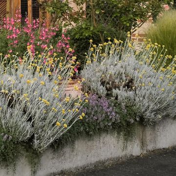 Strohblume Weisses Wunder - Helichrysum italicum