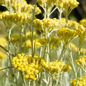 Helichrysum italicum - Plante-curry