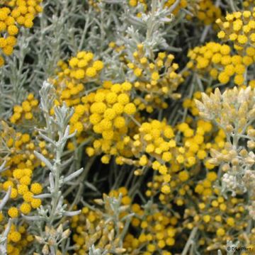 Strohblume - Helichrysum italicum subsp. microphyllum