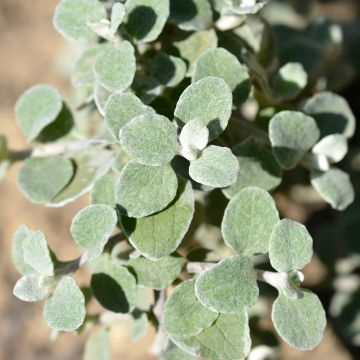 Helichrysum petiolare Silver - Strohblume